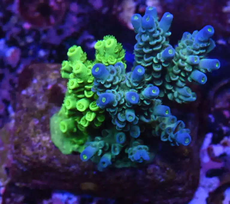 Acropora spp. 5