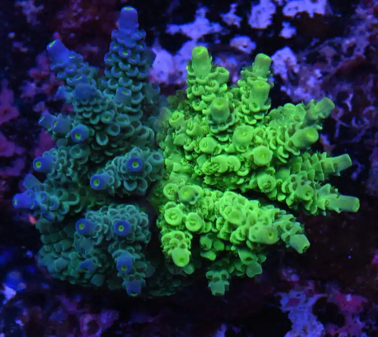 Acropora spp. 4