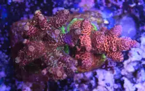 Acropora spp. 2