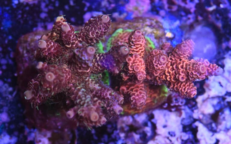 Acropora spp. 2