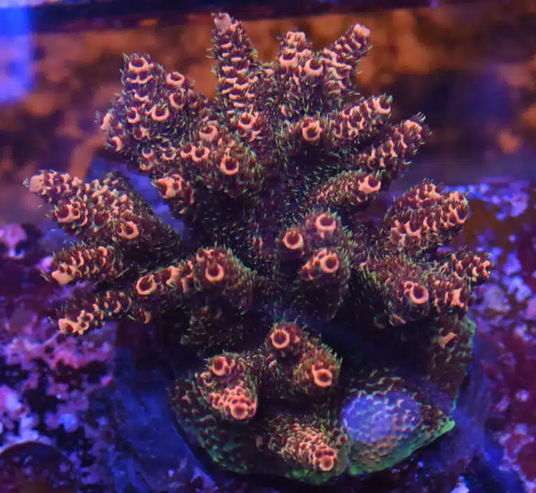 Acropora spp. 1