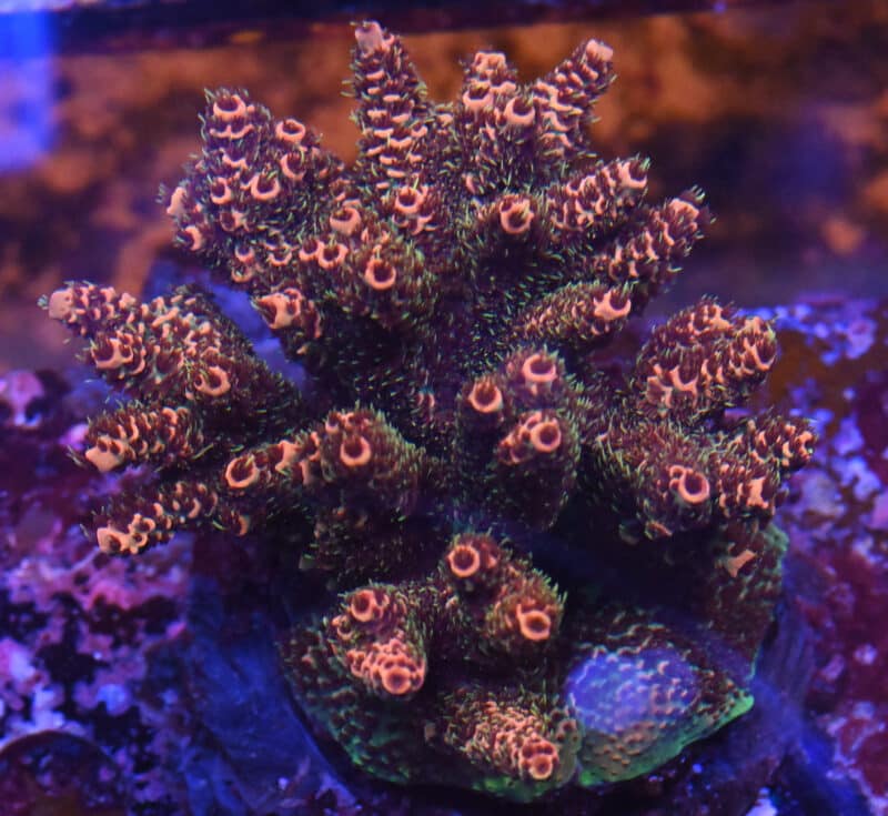 Acropora