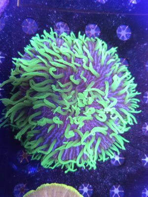 Fungia