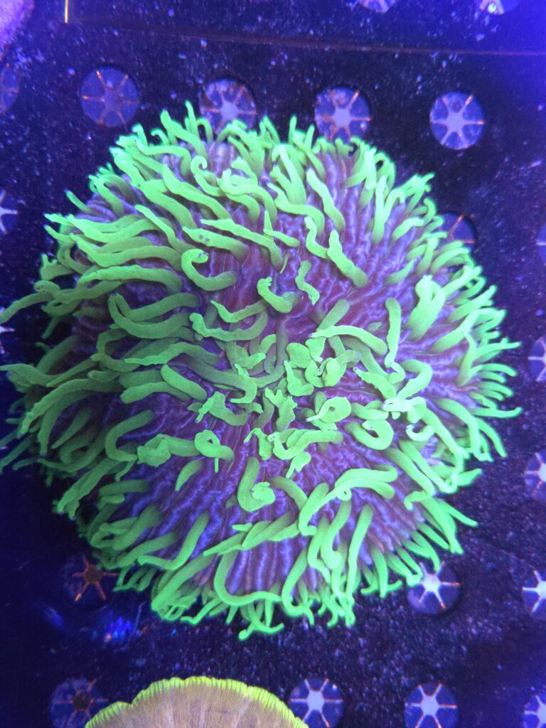 Fungia