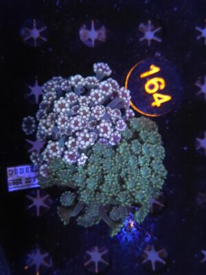 Alveopora