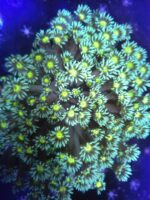 Goniopora