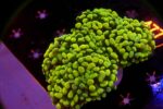 Euphyllia paraancora yellow gold