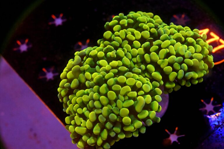 Euphyllia paraancora yellow gold