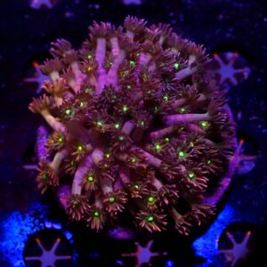 Goniopora