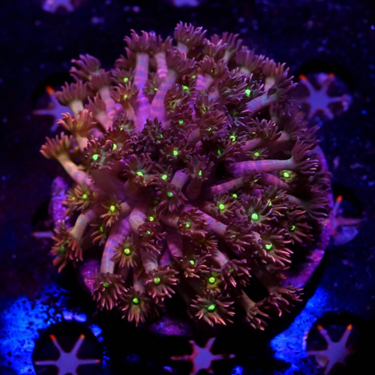 Goniopora