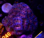 Acanthastrea lordhowensis
