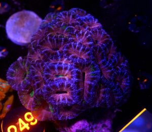 Acanthastrea lordhowensis