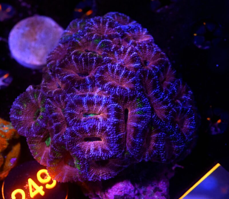 Acanthastrea lordhowensis