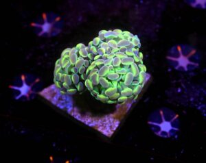 Euphyllia paraancora Hologram