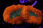 Lobophyllia Red Green