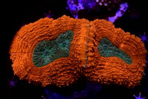 Lobophyllia Red Green