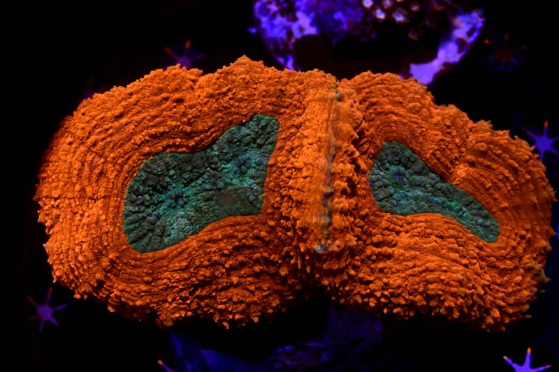 Lobophyllia Red Green