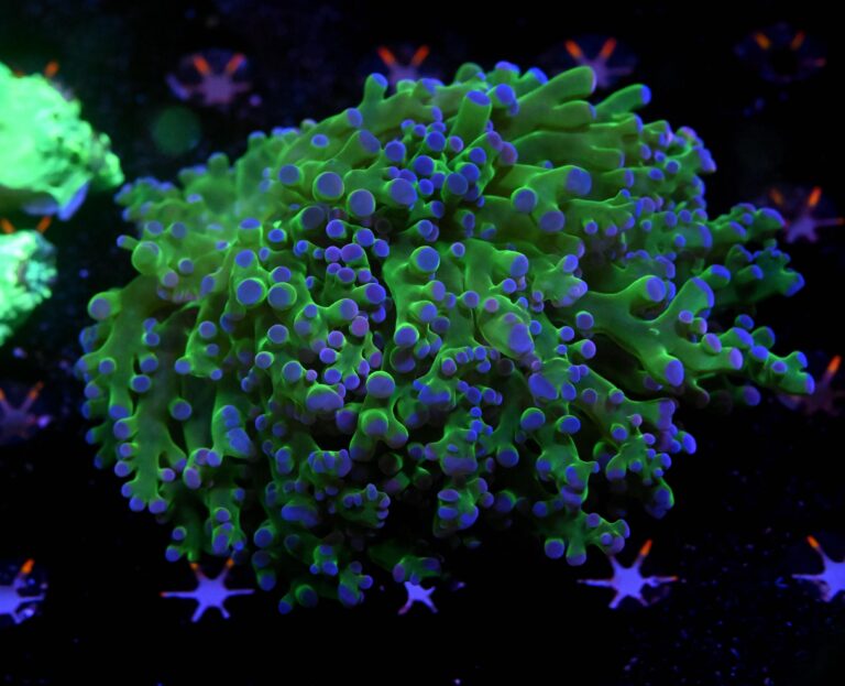 Euphyllia paradivisa