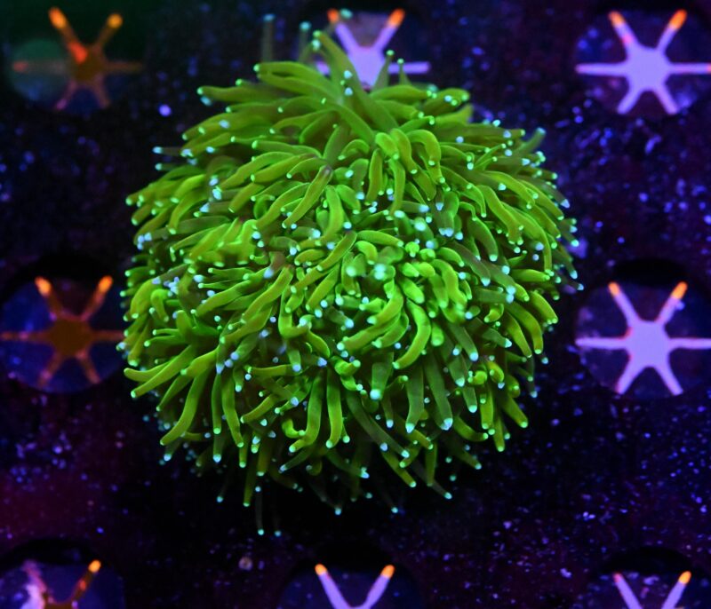 Galaxea