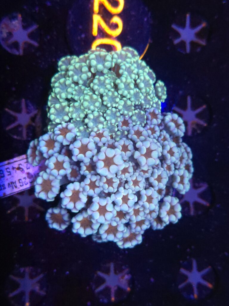 Alveopora