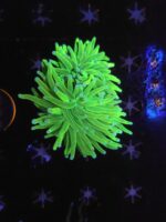 Euphyllia Glabrescens Holy Grail