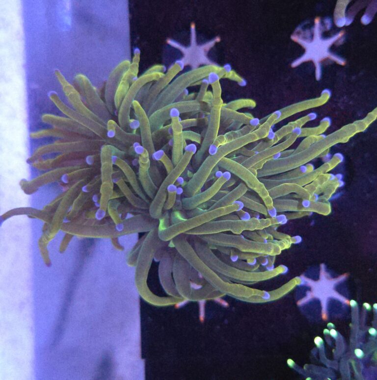 Euphyllia Glabrescens 24K