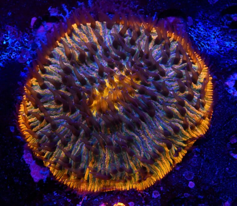 Fungia Ultra