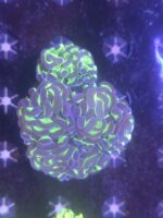 Euphyllia paraancora