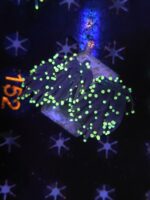 Euphyllia Glabrescens Black Torch
