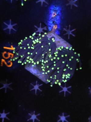 Euphyllia Glabrescens Black Torch