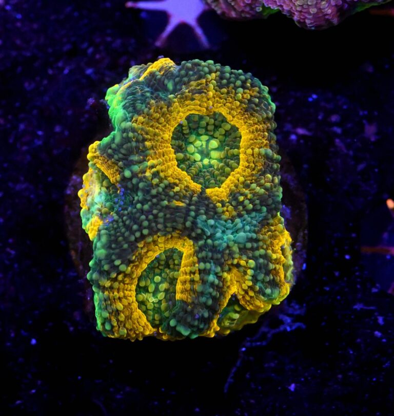 Acanthastrea echinata