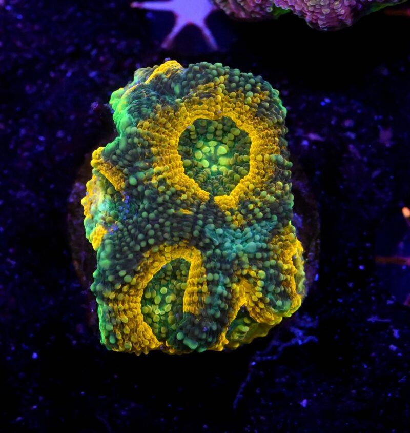Acanthastrea echinata