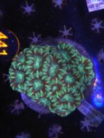 Acanthastrea lordhowensis