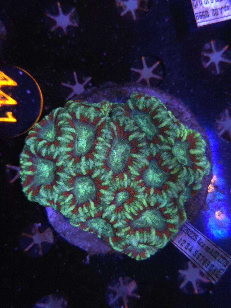 Acanthastrea lordhowensis