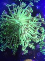 Goniopora