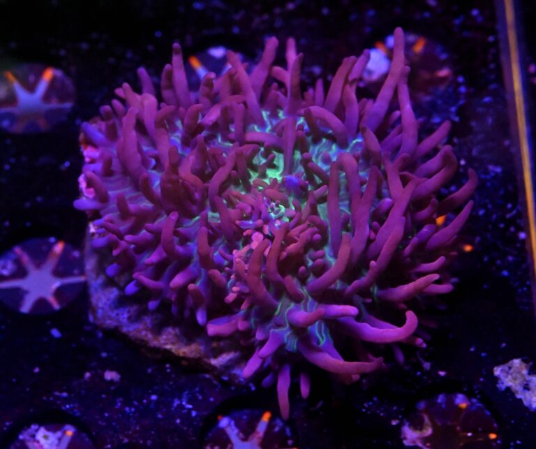 Rhodactis sp. (Pink-Purple Hairy)