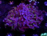 Euphyllia paraancora Voodoo Child