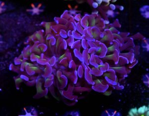 Euphyllia paraancora Voodoo Child