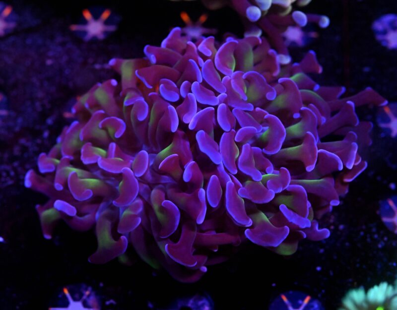 Euphyllia paraancora Voodoo Child