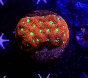 Favites pentagona