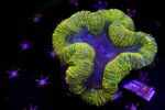 Lobophyllia Yellow