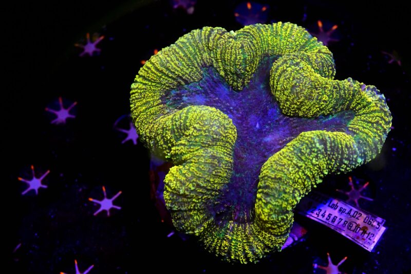 Lobophyllia Yellow