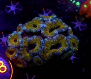 Acanthastrea lordhowensis