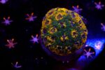 Acanthastrea