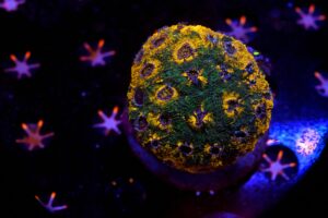 Acanthastrea