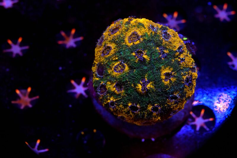 Acanthastrea