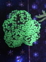 Euphyllia Paraancora Vert
