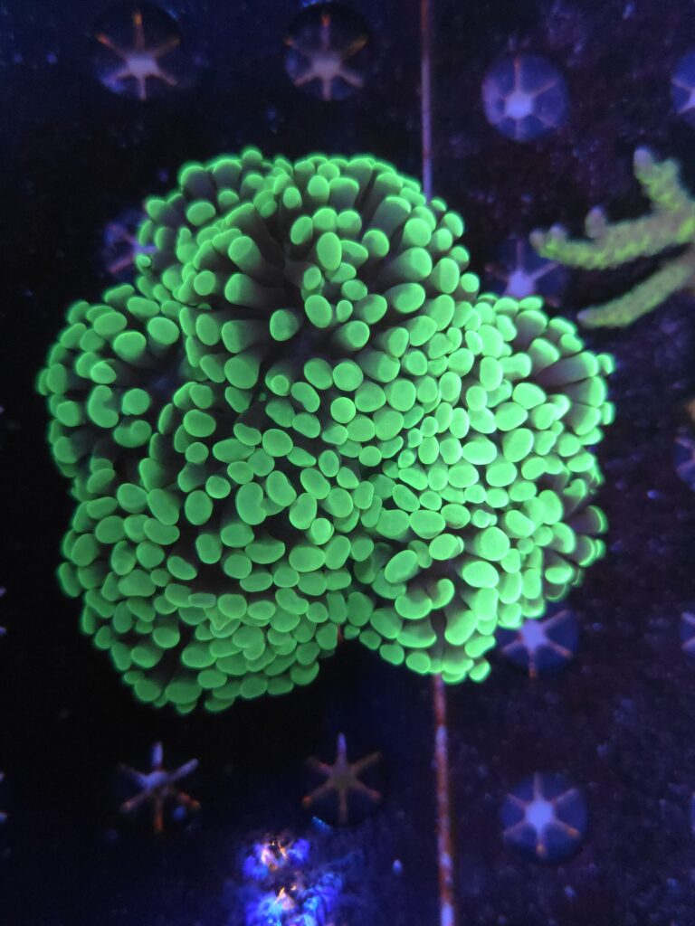 Euphyllia Paraancora Vert