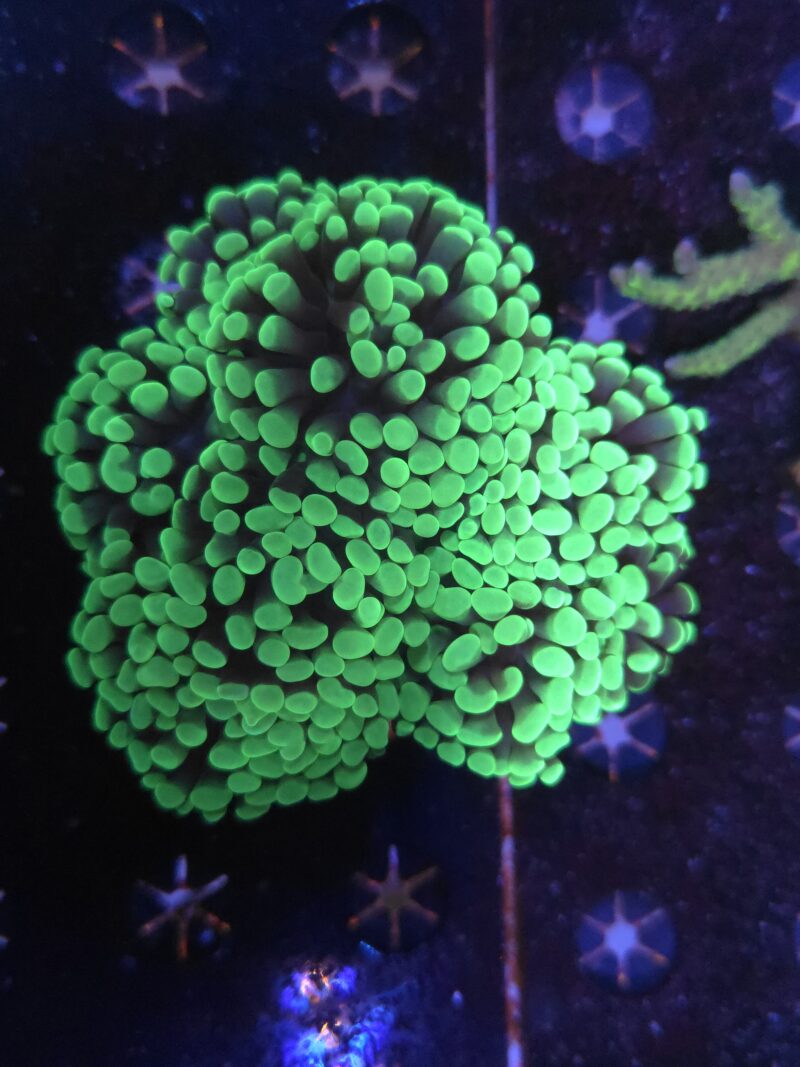 Euphyllia Paraancora Vert