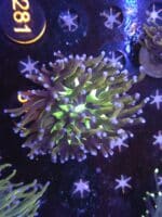 Euphyllia Glabrescens Golden Joker